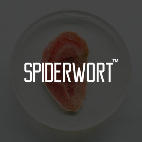Spiderwort Bio